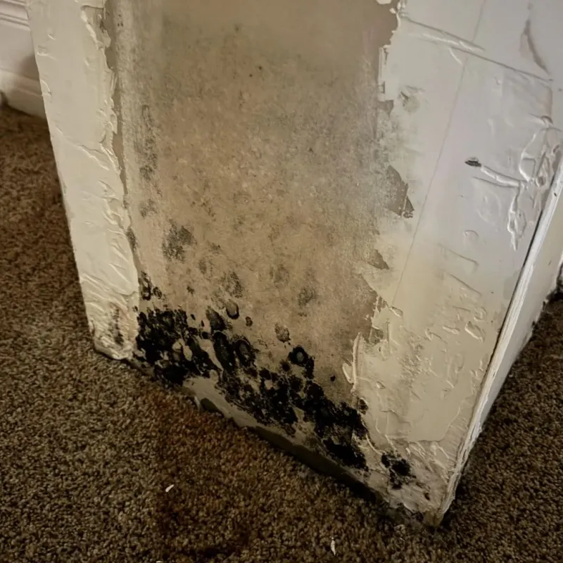 Professional Mold Removal in Miami County, KS